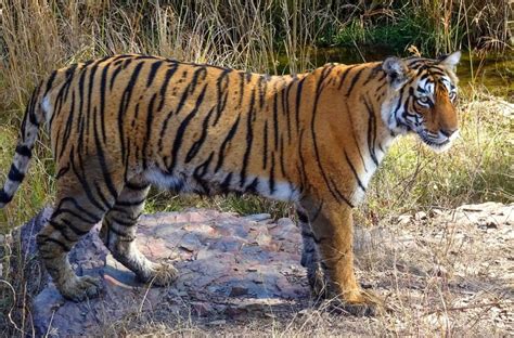 La población de tigres en peligro de extinción de la India se está recuperando en un triunfo para los conservacionistas